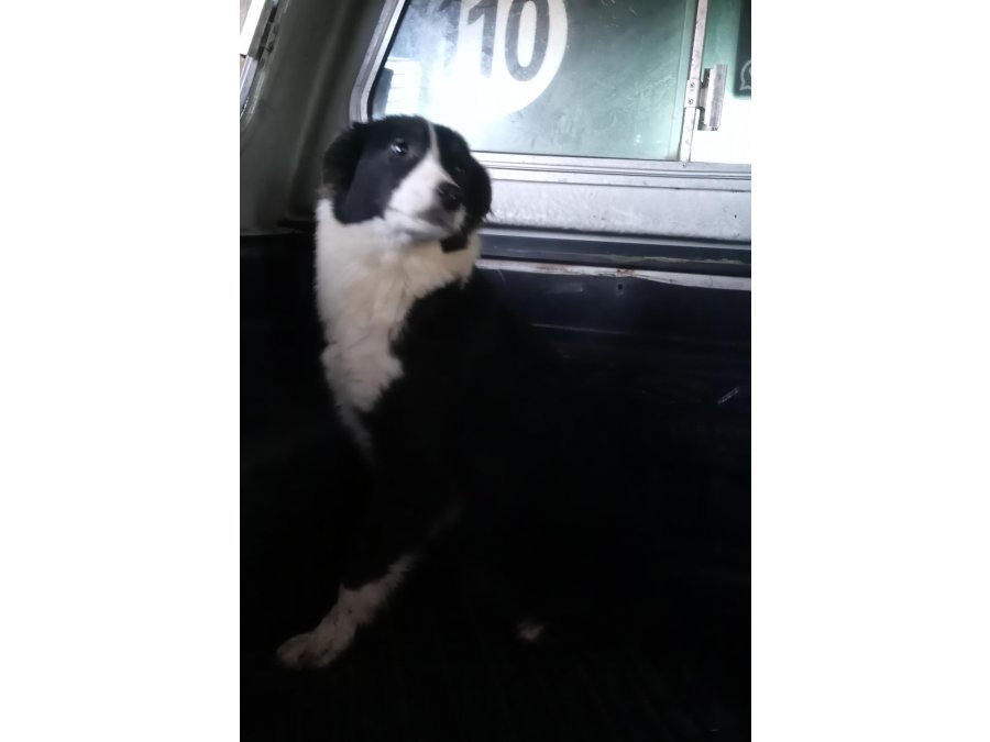 Cachorra border Collie en ADOPCIÓN ( leer descripción)
