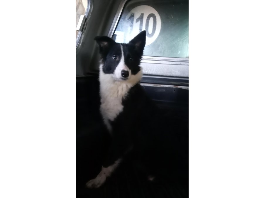 Cachorra border Collie en ADOPCIÓN ( leer descripción)
