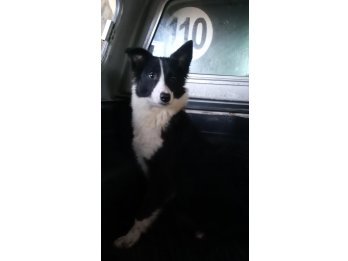 Cachorra border Collie en ADOPCIÓN ( leer descripción)
