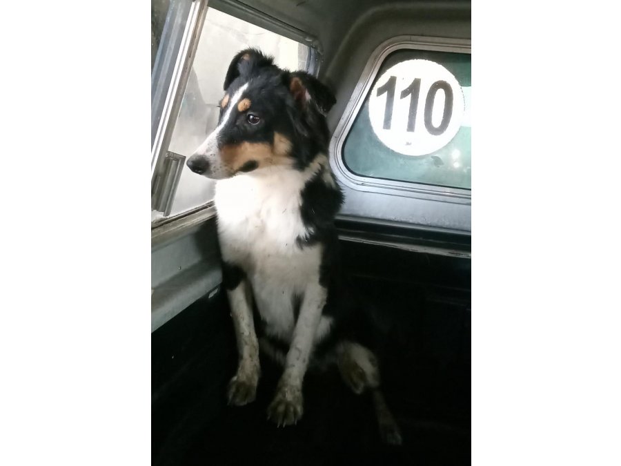 Cachorra border Collie en ADOPCIÓN ( leer descripción)