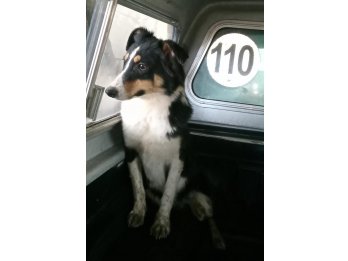 Cachorra border Collie en ADOPCIÓN ( leer descripción)
