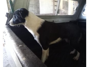 Cachorra border Collie en ADOPCIÓN ( leer descripción)