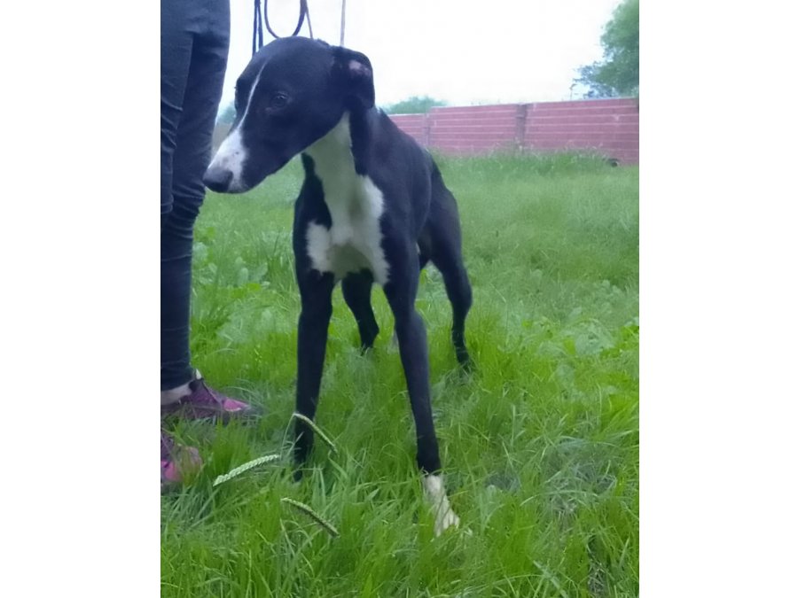 Galgo en ADOPCIÓN (leer descripción)