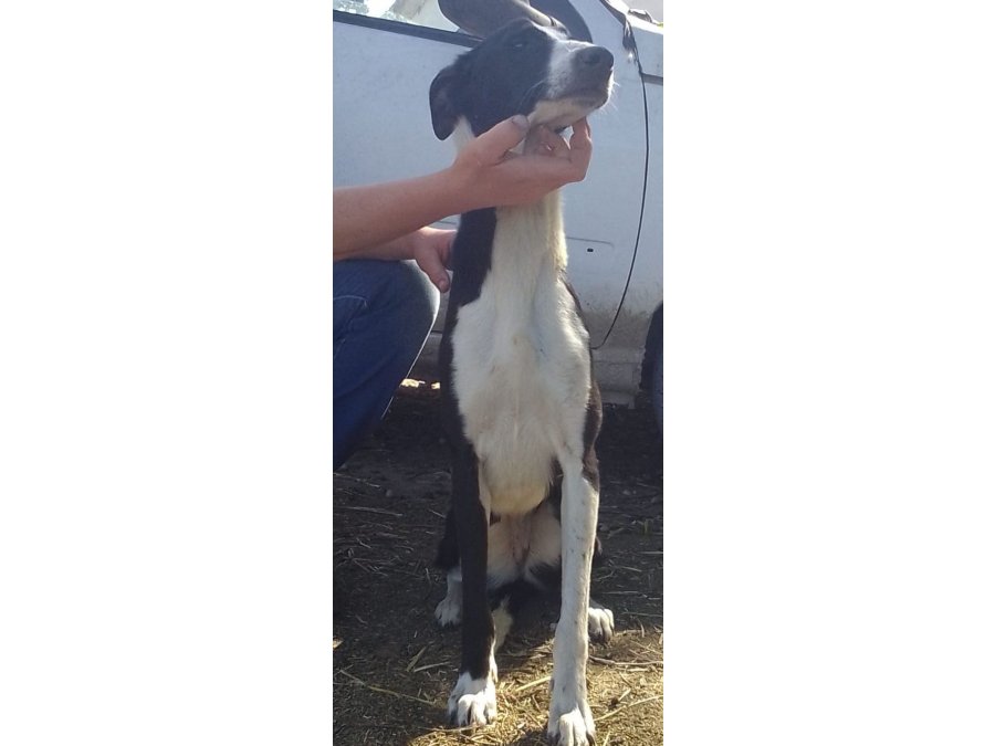 Galgo en ADOPCIÓN (leer descripción)