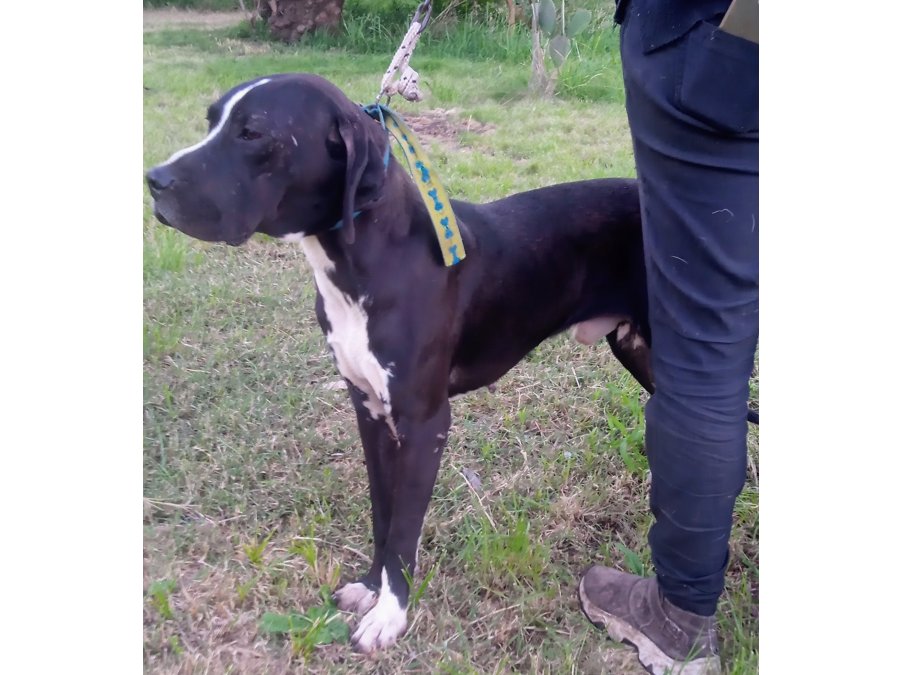 Cachorro F1 DOGO en ADOPCIÓN (leer descripción)