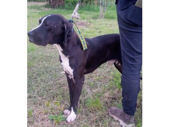 Cachorro F1 DOGO en ADOPCIÓN (leer descripción)