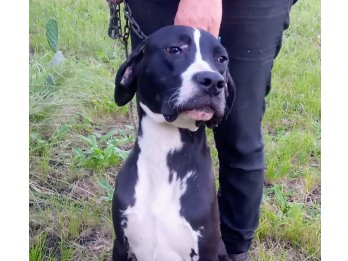 Cachorro F1 DOGO en ADOPCIÓN (leer descripción)