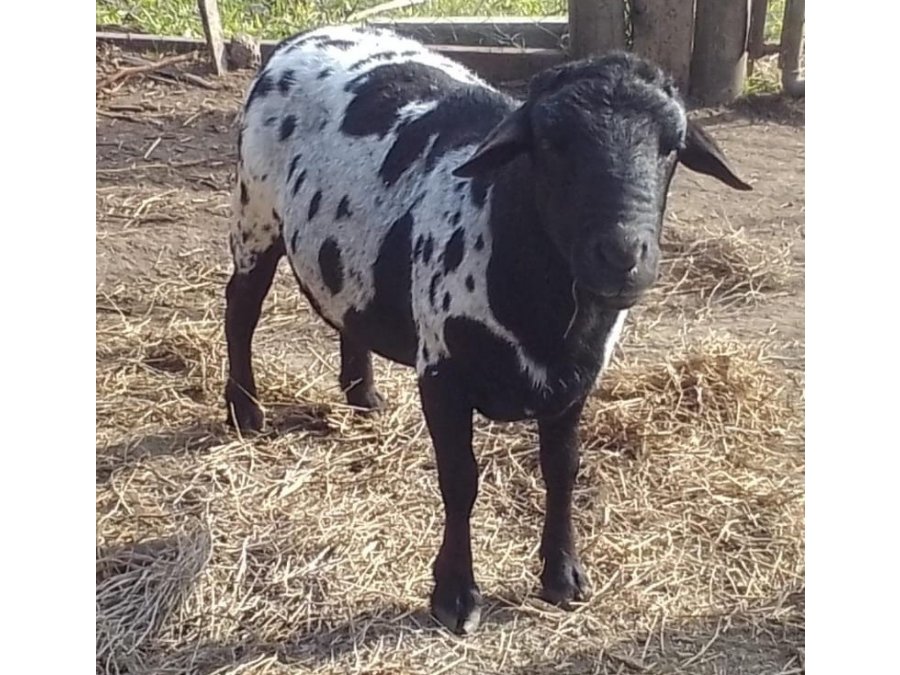 Carnero Dorper x Santa Inés (ovino de pelo)