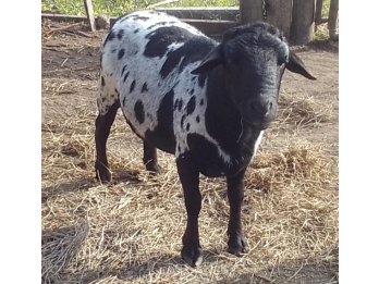 Carnero Dorper x Santa Inés (ovino de pelo)