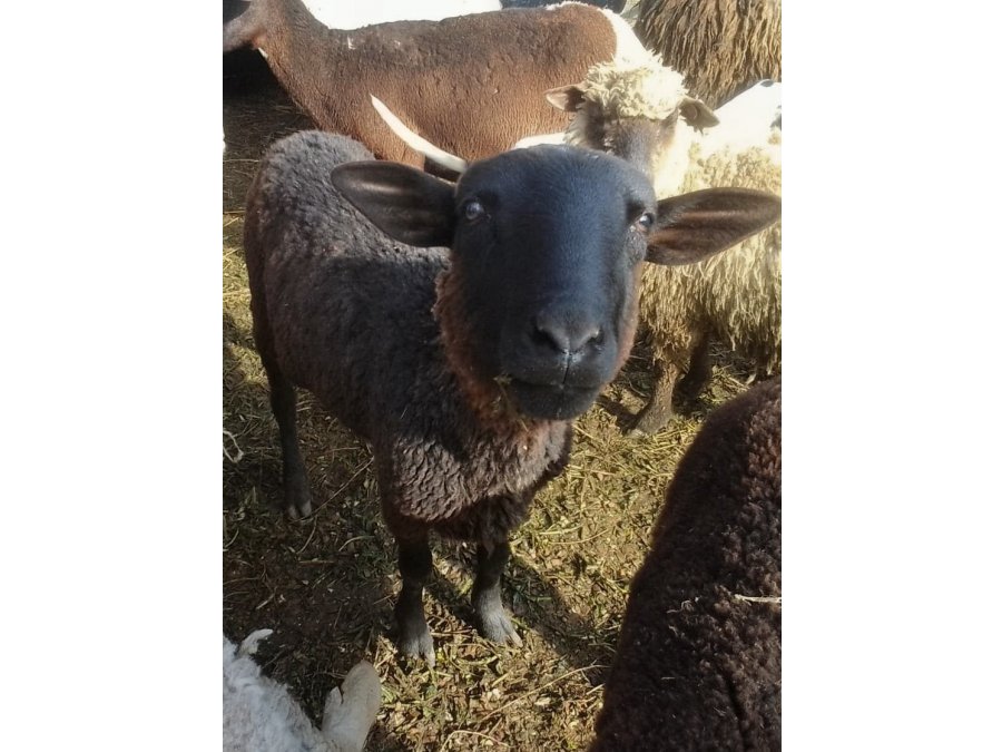 Carnero y borrego Pampinta x dorper x santa Inés