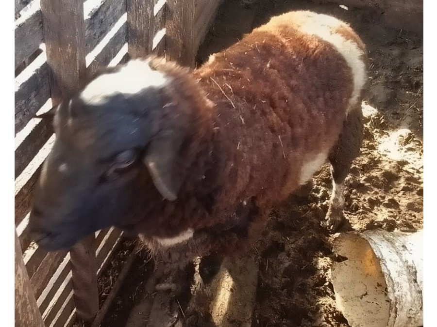 Carnero y borrego Pampinta x dorper x santa Inés