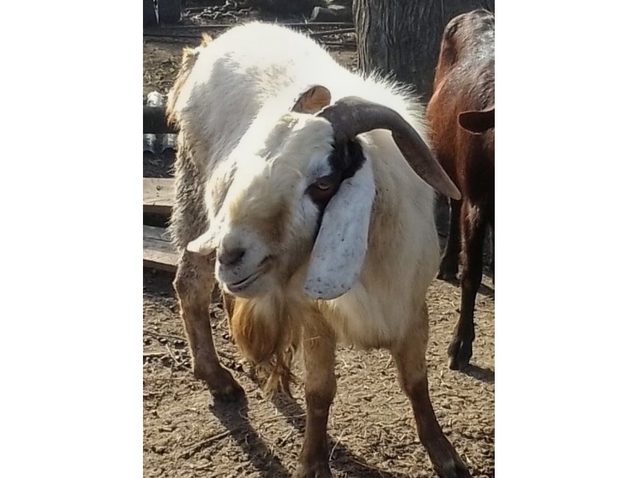 Chivo BOER de cabaña