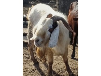 Chivo BOER de cabaña