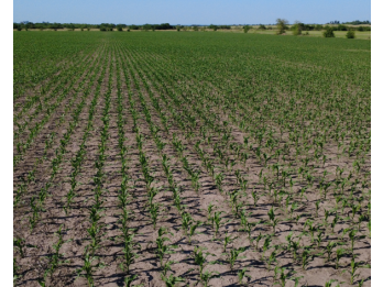 VENTA - CAMPO SOBRE RUTA EN SEGUI