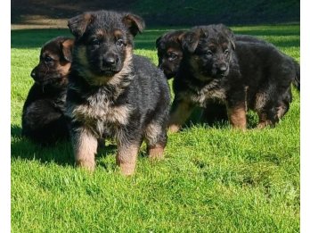 Cachorra de Ovejero Alemán