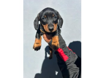Ultima cachorro mini salchicha
