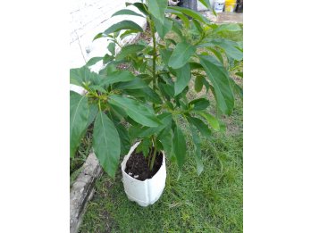 Arboles de Palta