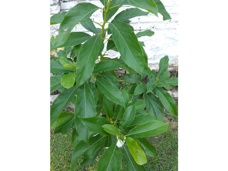 Arboles de Palta