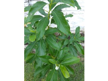 Arboles de Palta