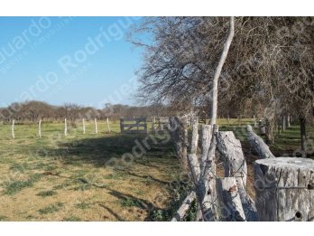 En venta 235has de campo - zona Las Tunas - Entre Ríos