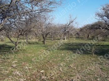 En venta 235has de campo - zona Las Tunas - Entre Ríos