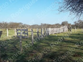 En venta 235has de campo - zona Las Tunas - Entre Ríos
