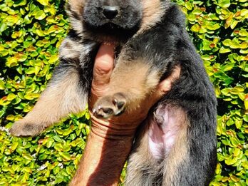 Excelentes cachorros ovejero Alemán