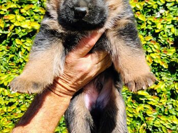 Excelentes cachorros ovejero Alemán