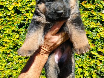 Excelentes cachorros ovejero Alemán