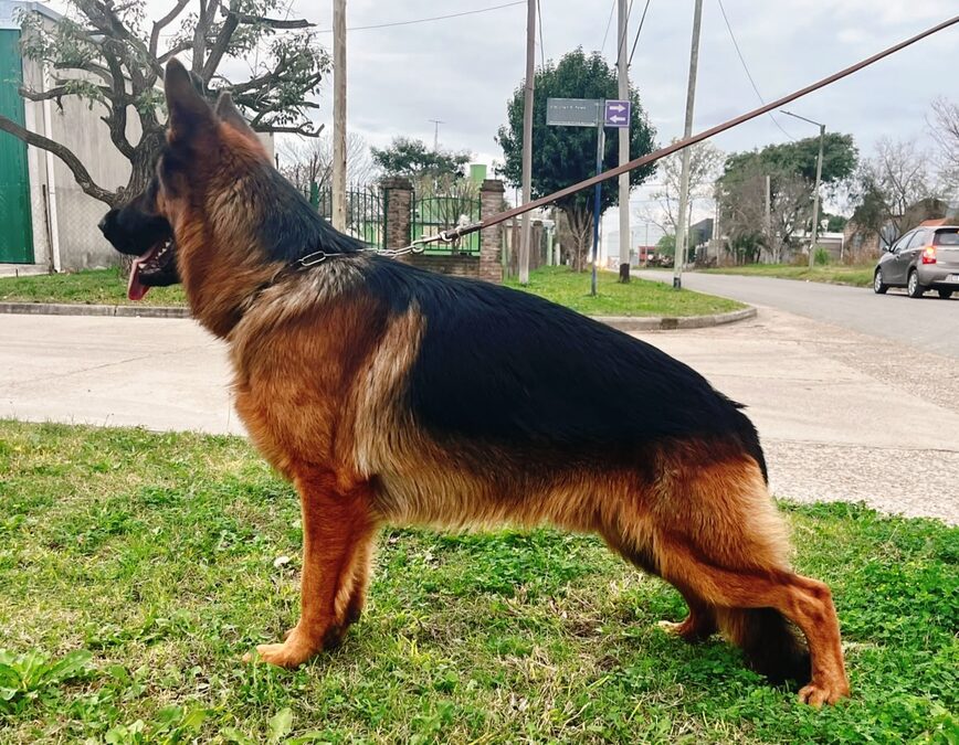 Excelentes cachorros ovejero Alemán