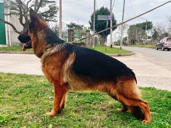 Excelentes cachorros ovejero Alemán