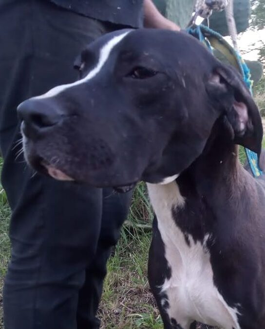 Grupo de cachorros en adopción (Cachorra border Collie, cachorro galgo y dogal - leer descripción)