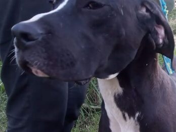 Grupo de cachorros en adopción (Cachorra border Collie, cachorro galgo y dogal - leer descripción)