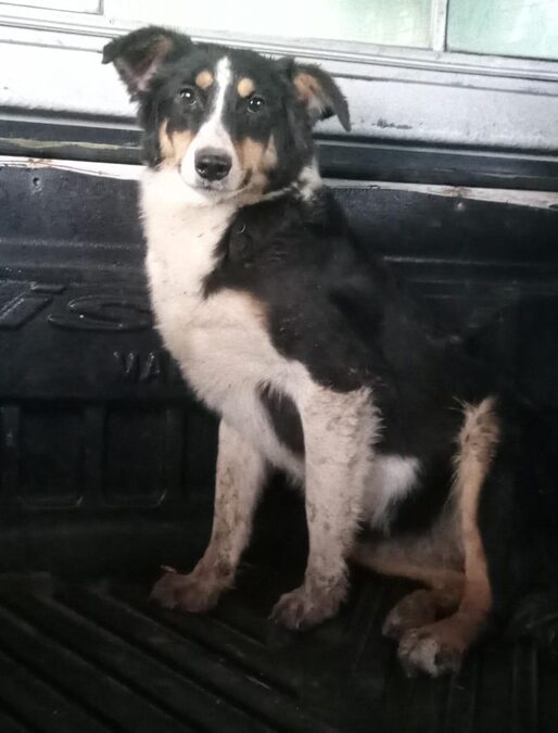 Grupo de cachorros en adopción (Cachorra border Collie, cachorro galgo y dogal - leer descripción)