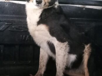 Grupo de cachorros en adopción (Cachorra border Collie, cachorro galgo y dogal - leer descripción)