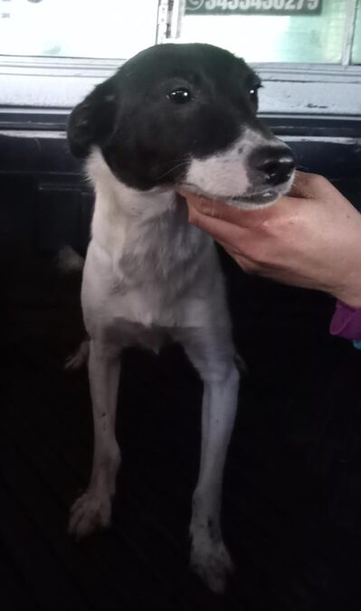 Grupo de cachorros en adopción (Cachorra border Collie, cachorro galgo y dogal - leer descripción)