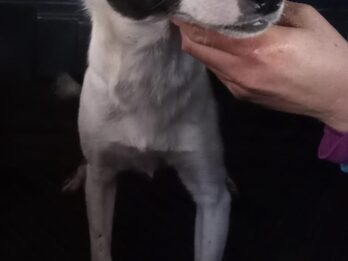 Grupo de cachorros en adopción (Cachorra border Collie, cachorro galgo y dogal - leer descripción)