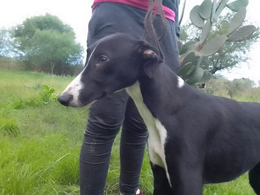 Grupo de cachorros en adopción (Cachorra border Collie, cachorro galgo y dogal - leer descripción)