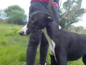 Grupo de cachorros en adopción (Cachorra border Collie, cachorro galgo y dogal - leer descripción)