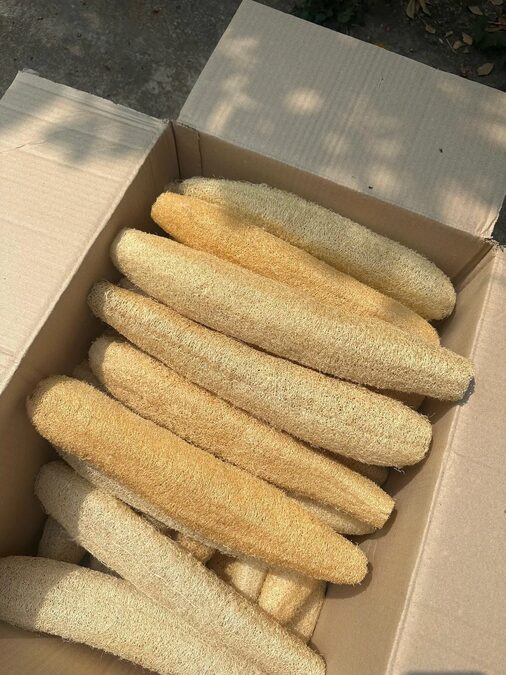 Venta de esponjas