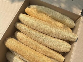 Venta de esponjas