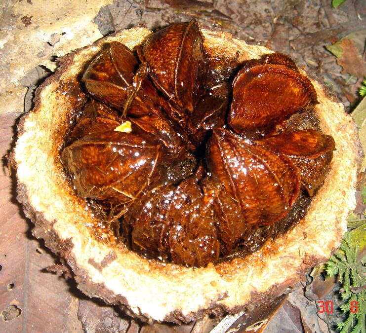 Castaña de Pará (nuez de Brasil)