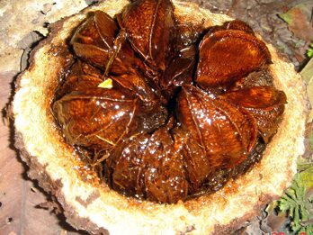 Castaña de Pará (nuez de Brasil)