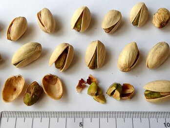 Pistacho con cáscara tostado y salado