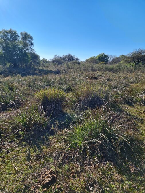 Campo en venta de 13,65 Ha