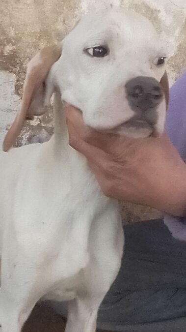 Último Cachorro pointer inglés