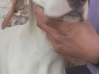 Último Cachorro pointer inglés