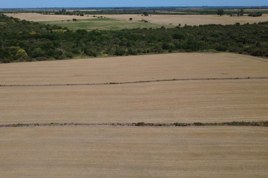 🌾 CAMPO DE 119,5 HECTÁREAS | GOBERNADOR SOLÁ
