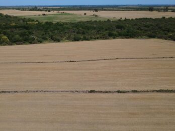 🌾 CAMPO DE 119,5 HECTÁREAS | GOBERNADOR SOLÁ
