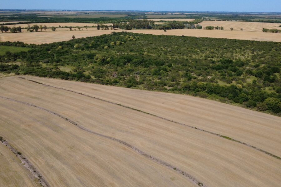 🌾 CAMPO DE 119,5 HECTÁREAS | GOBERNADOR SOLÁ